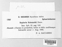 Septoria scleranthi image
